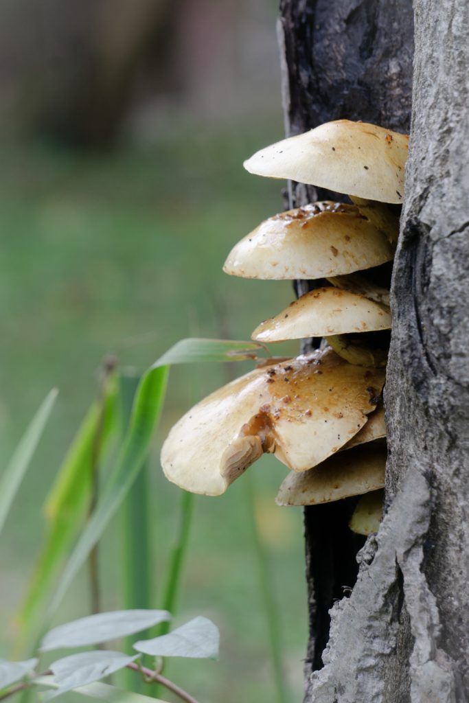 A fungus grows on a Butternut tree trunk...living a simple happy life!