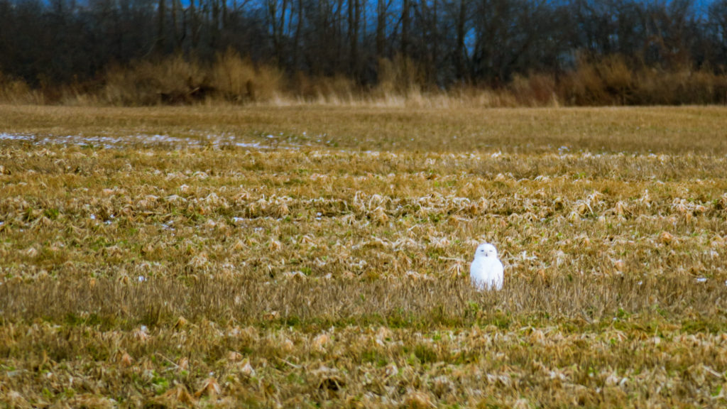 Snowy Owl in a corn field.